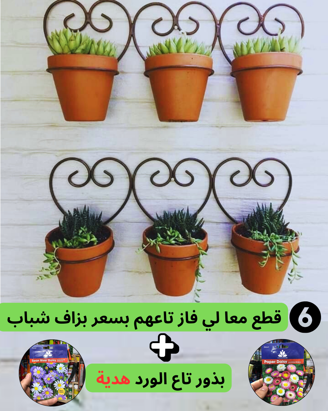 سيبور لي فاز